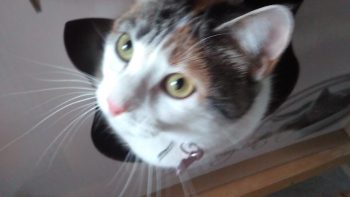 Permalien vers:Comment gérer un chat malpropre?