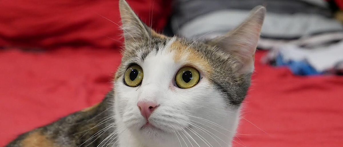 Permalien vers:Comment préserver la santé de son chat?