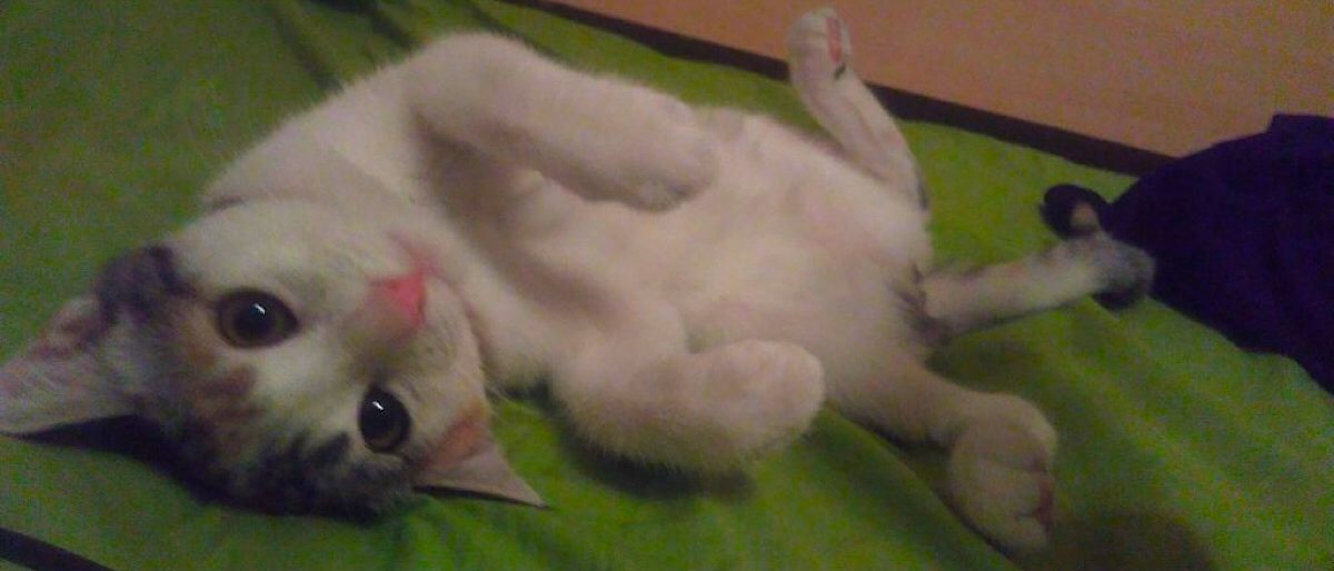 Permalien vers:Etes-vous prêt pour adopter un chat?