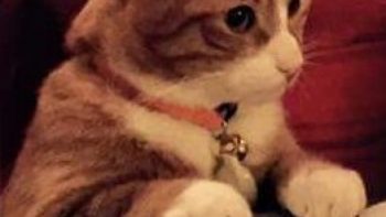 Permalien vers:Quelle nourriture choisir pour son chat ?