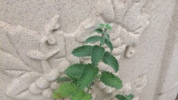 Permalien vers:Est-il important de donner de l&rsquo;herbe à son chat ?