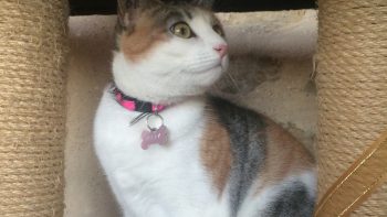 Permalien vers:Comment jouer avec son chat?