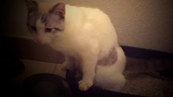 Permalien vers:Quelle litière choisir pour son chat ?