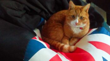Permalien vers:Où le chat peut-il dormir ?