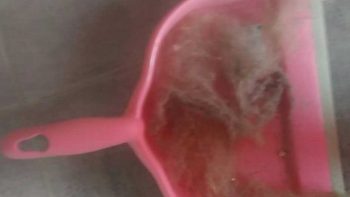 Permalien vers:Comment lutter contre les poils du chat?